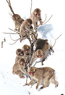 Monkey's School