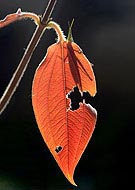 e@t