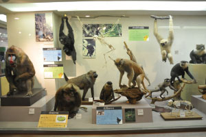 博物館としての動物園