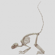 ワオキツネザル