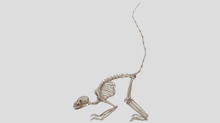 ワオキツネザル