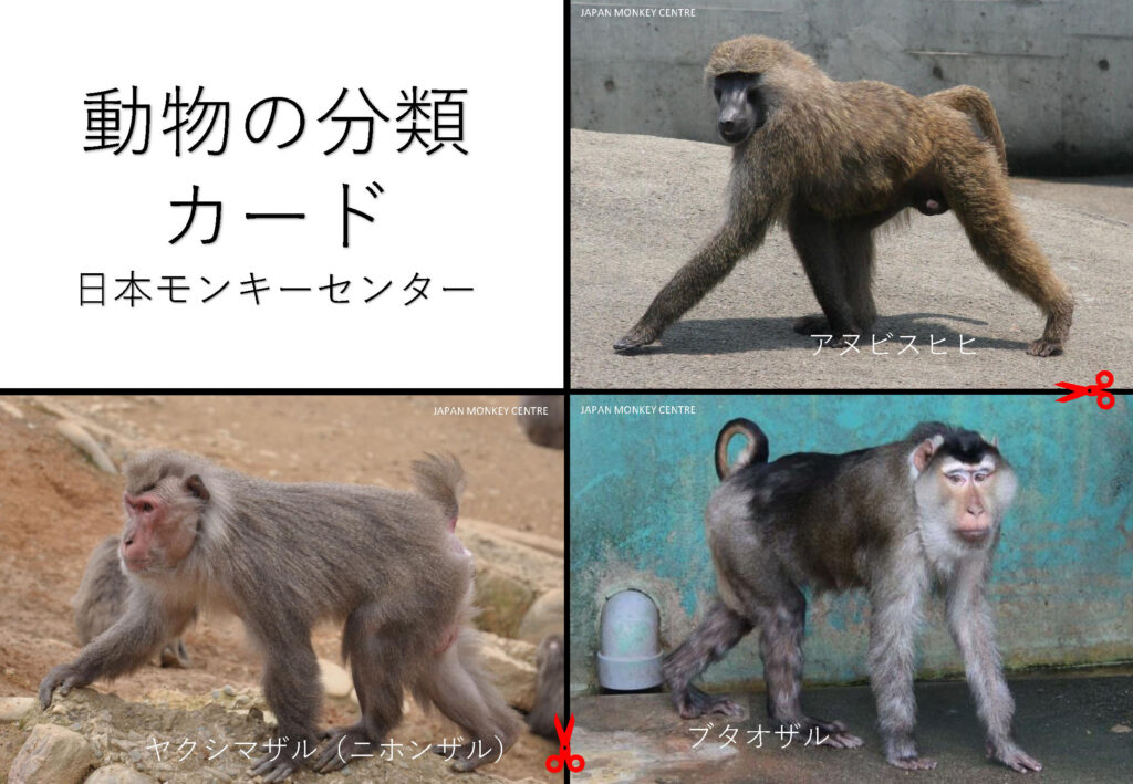 動物の分類カード