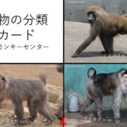 動物カード