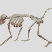 ゲラダヒヒ3Dモデル