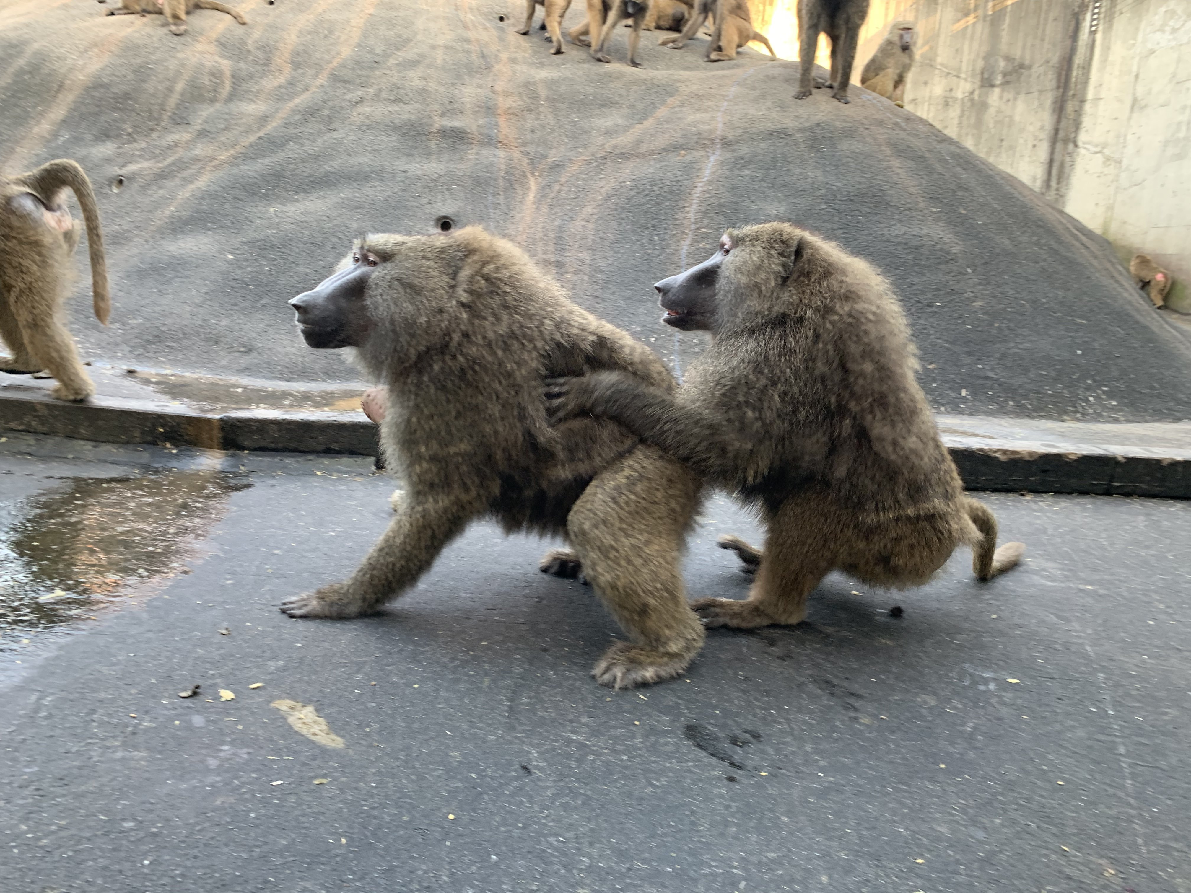 ヒヒとイモ 飼育の部屋