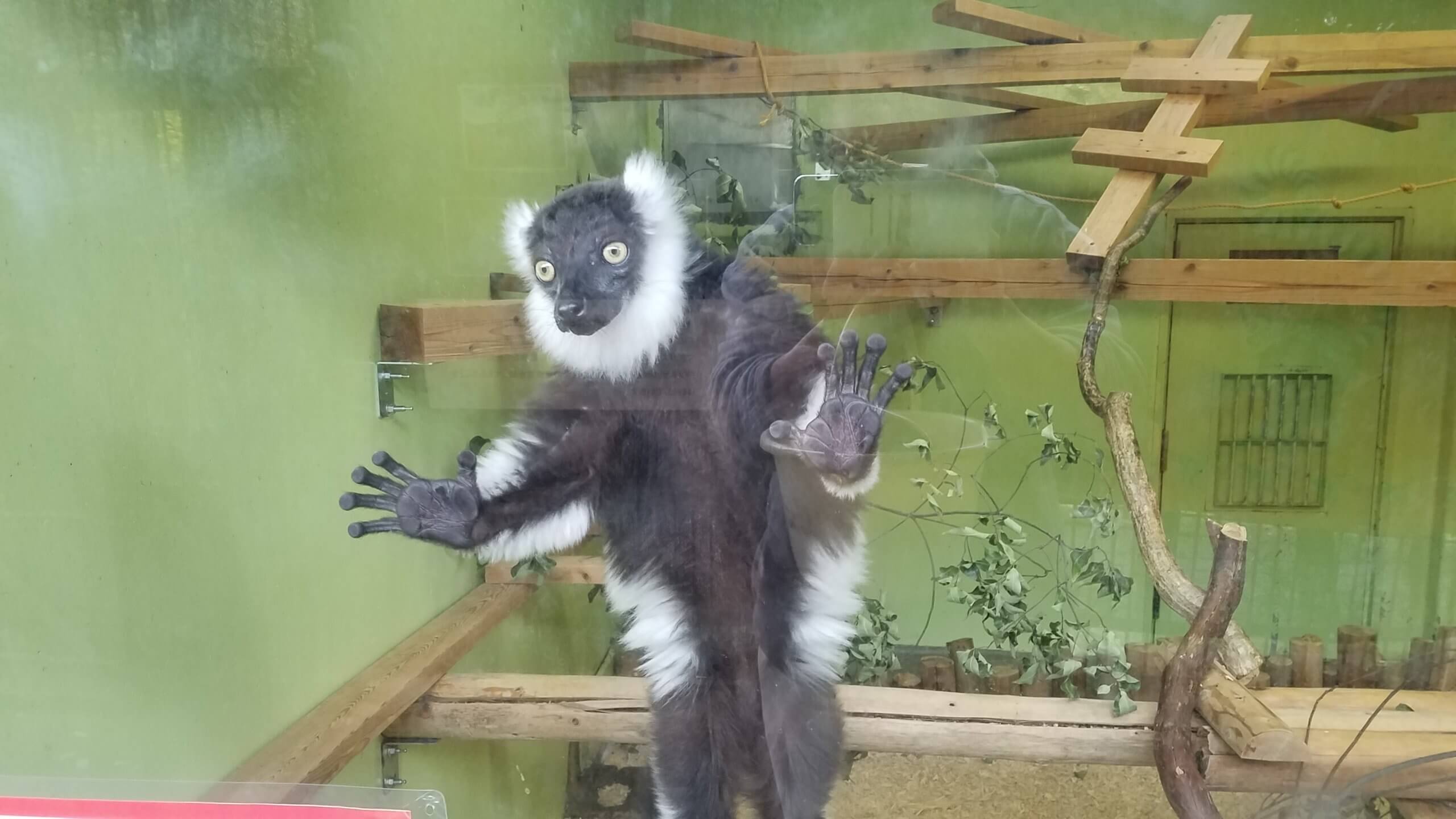 クロシロエリマキキツネザルの手のひら – 飼育の部屋