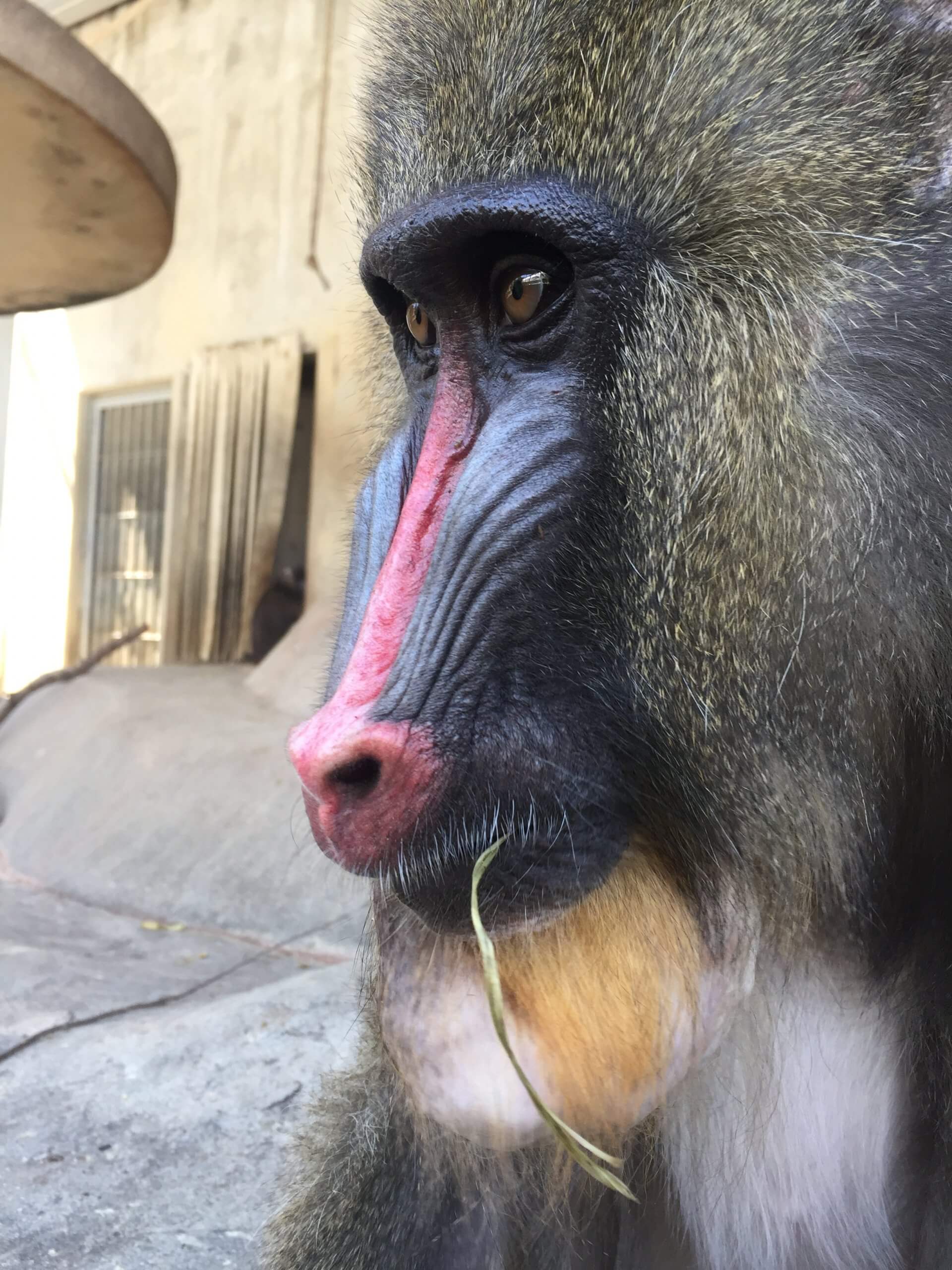 今月マンドリル推し 人間でいうと何才くらいですか 飼育の部屋 今月マンドリル推し 人間でいうと何才くらいですか 飼育の部屋