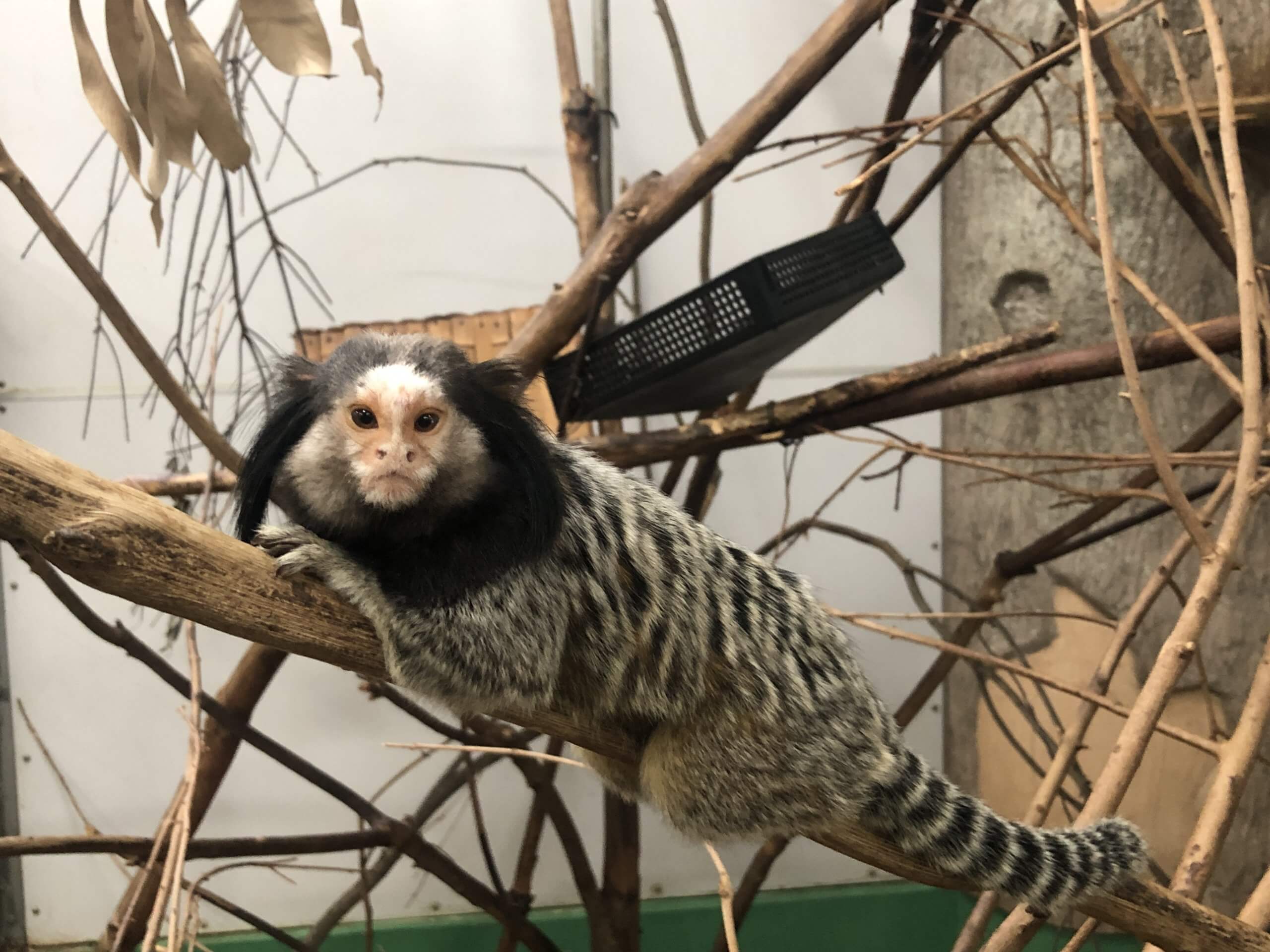 マーモセットを推す 飼育の部屋
