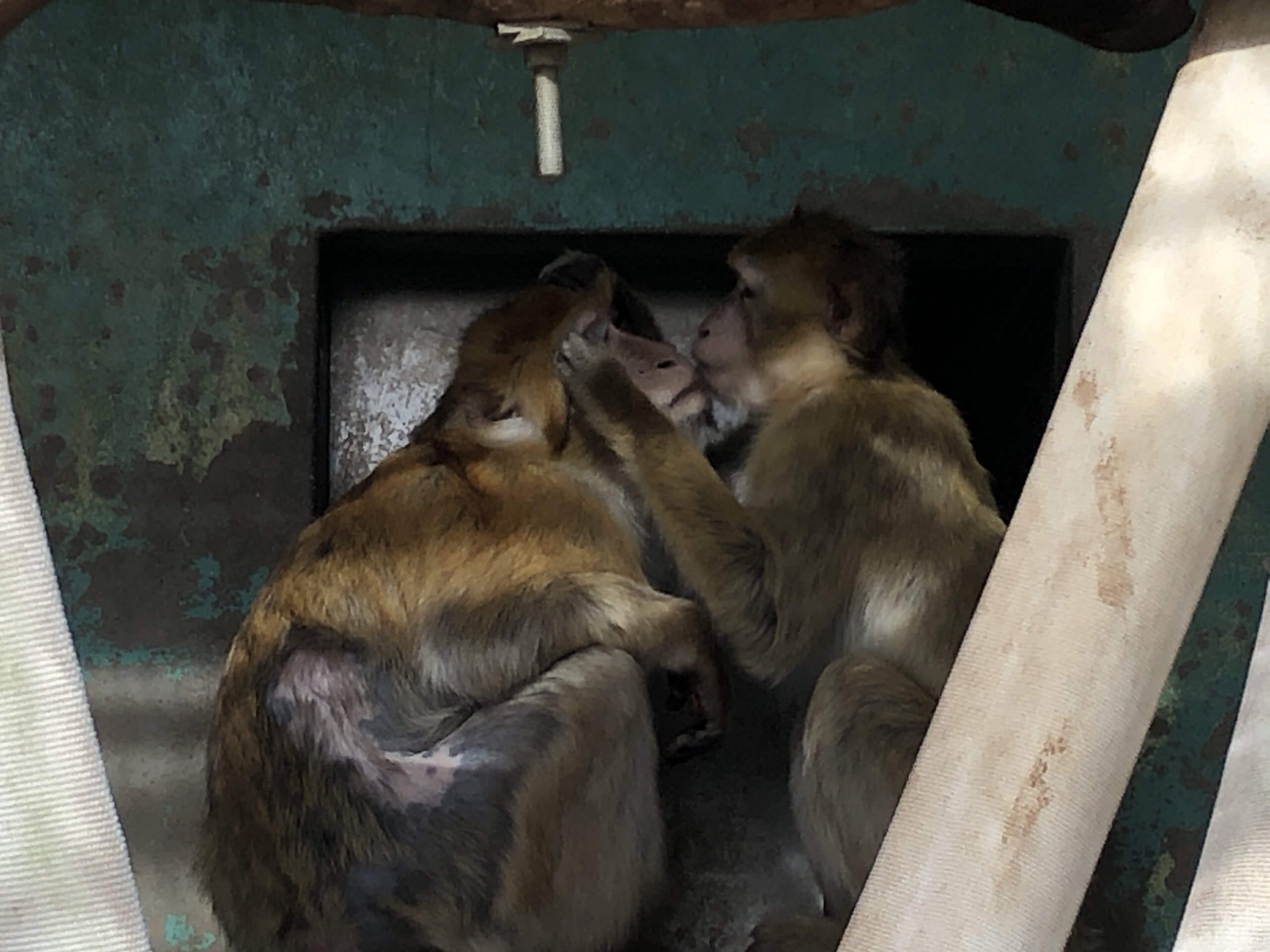 目ぇ 飼育の部屋