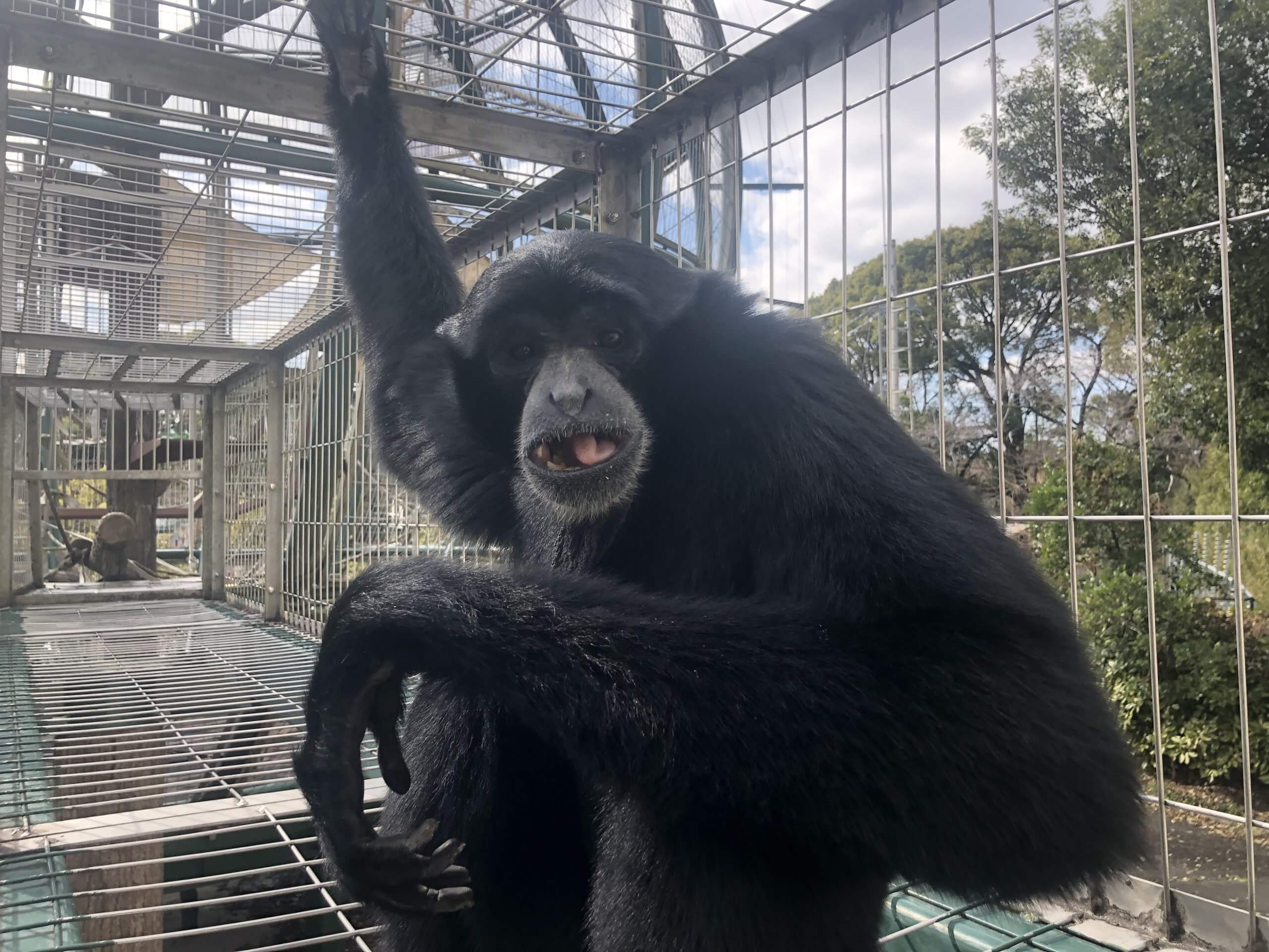 今月フクロテナガザル推し エコドームの家族紹介 飼育の部屋 今月フクロテナガザル推し エコドームの家族紹介 飼育の部屋
