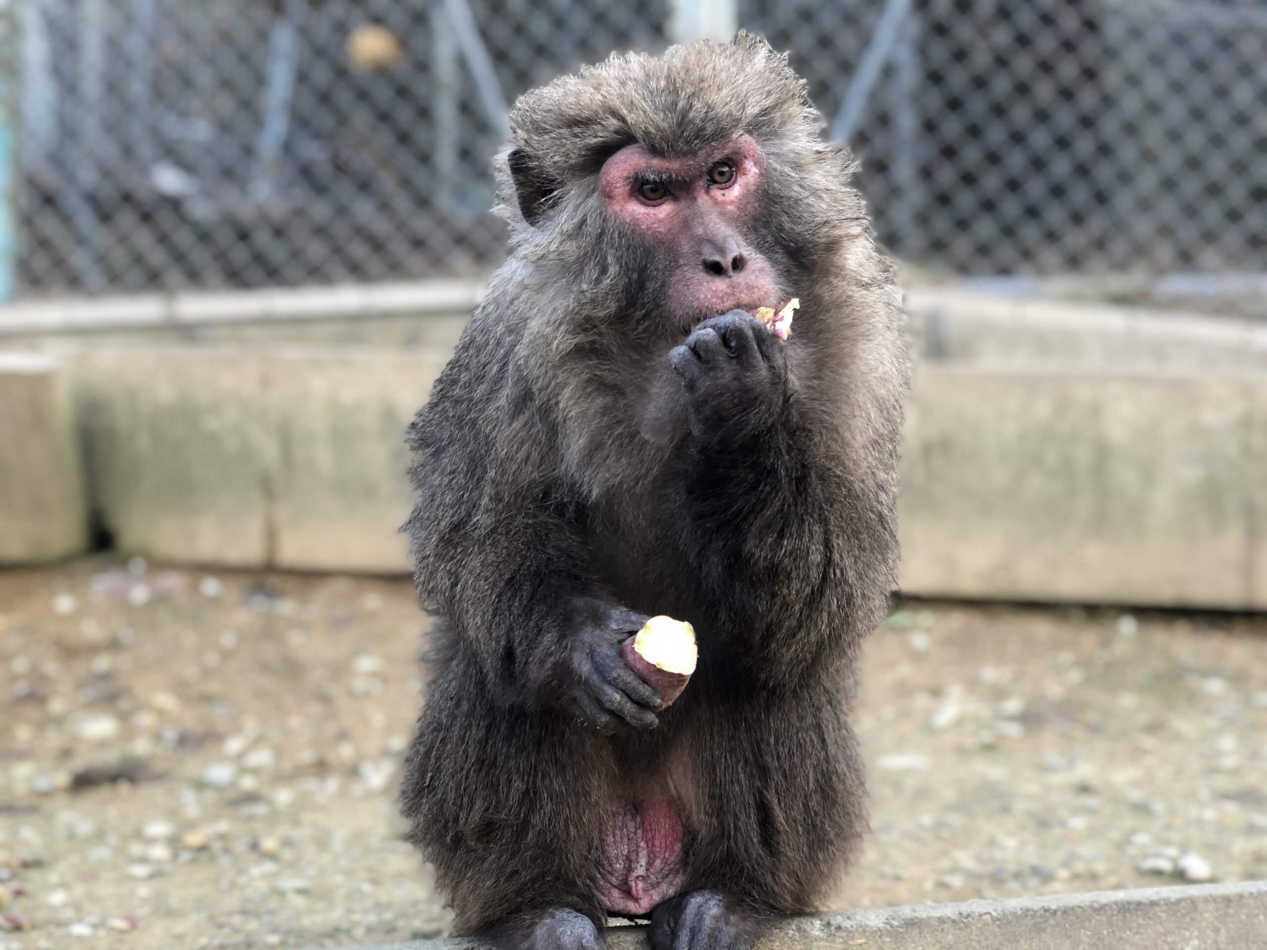 センシティブなバーバリーマカク 飼育の部屋