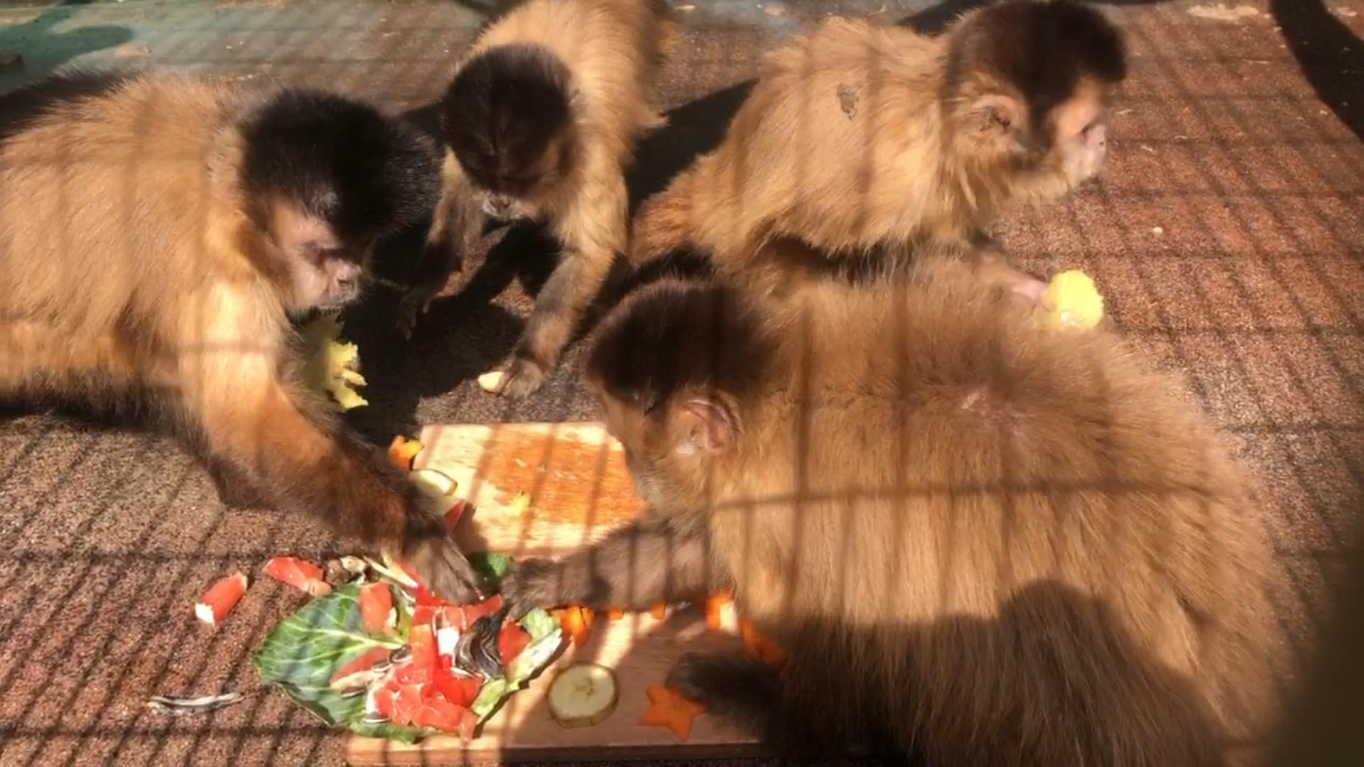 フサオマキザル Tufted Capuchin Japaneseclass Jp フサオマキザル Tufted Capuchin Japaneseclass Jp