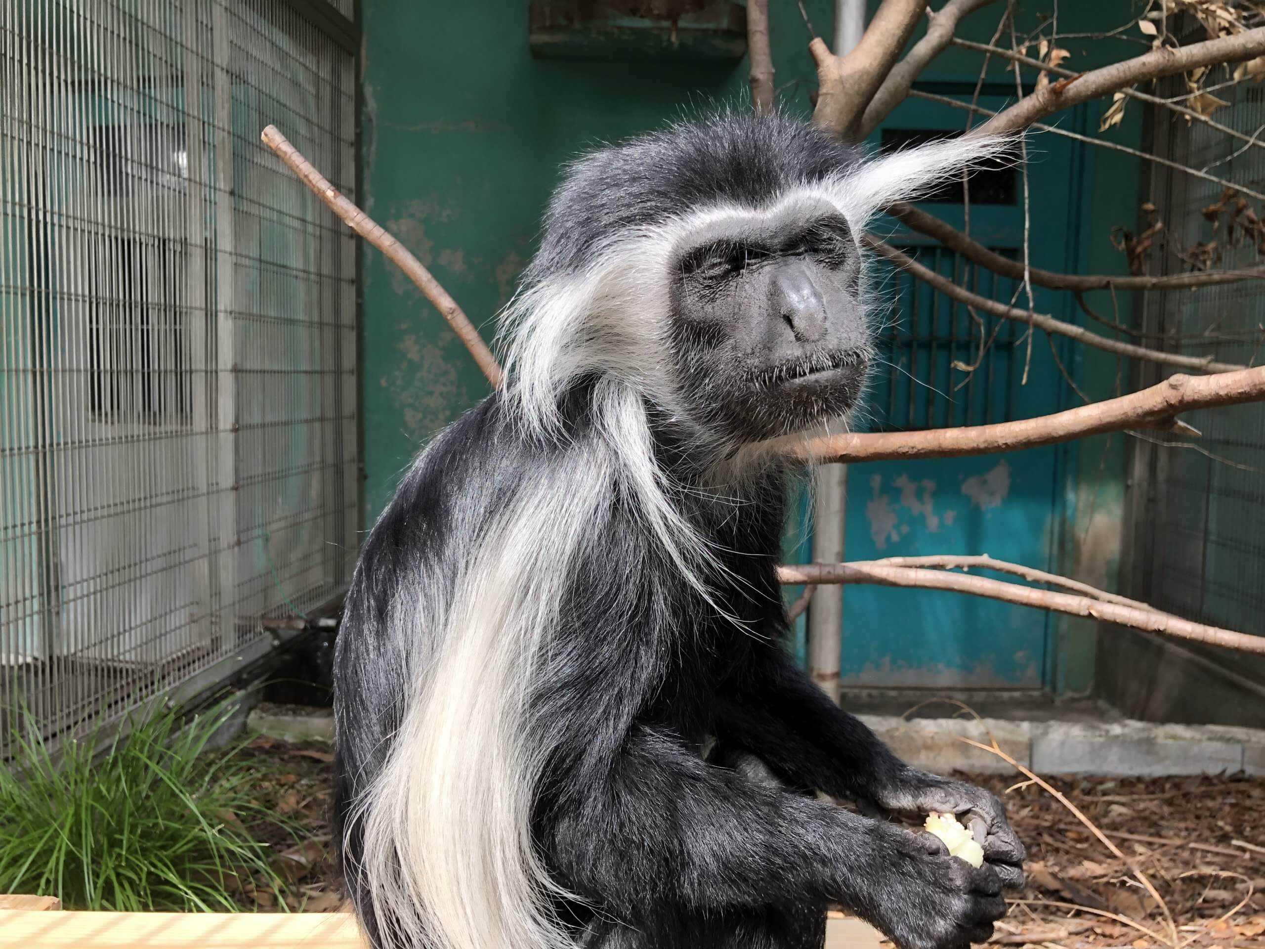 アフリカ館とニホンザルの丘 時々ロリス 飼育の部屋