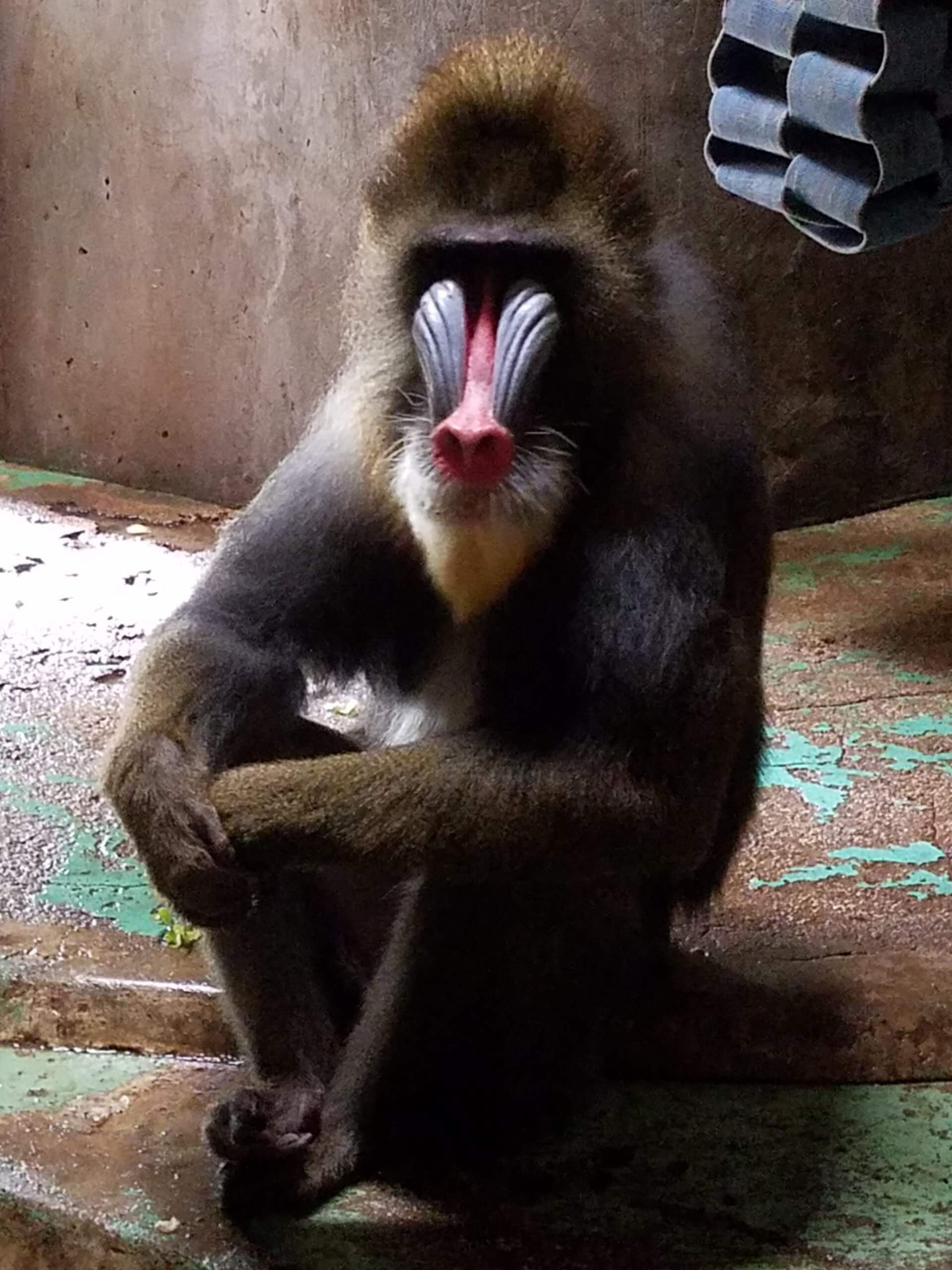 ガボンさん体育座り 飼育の部屋