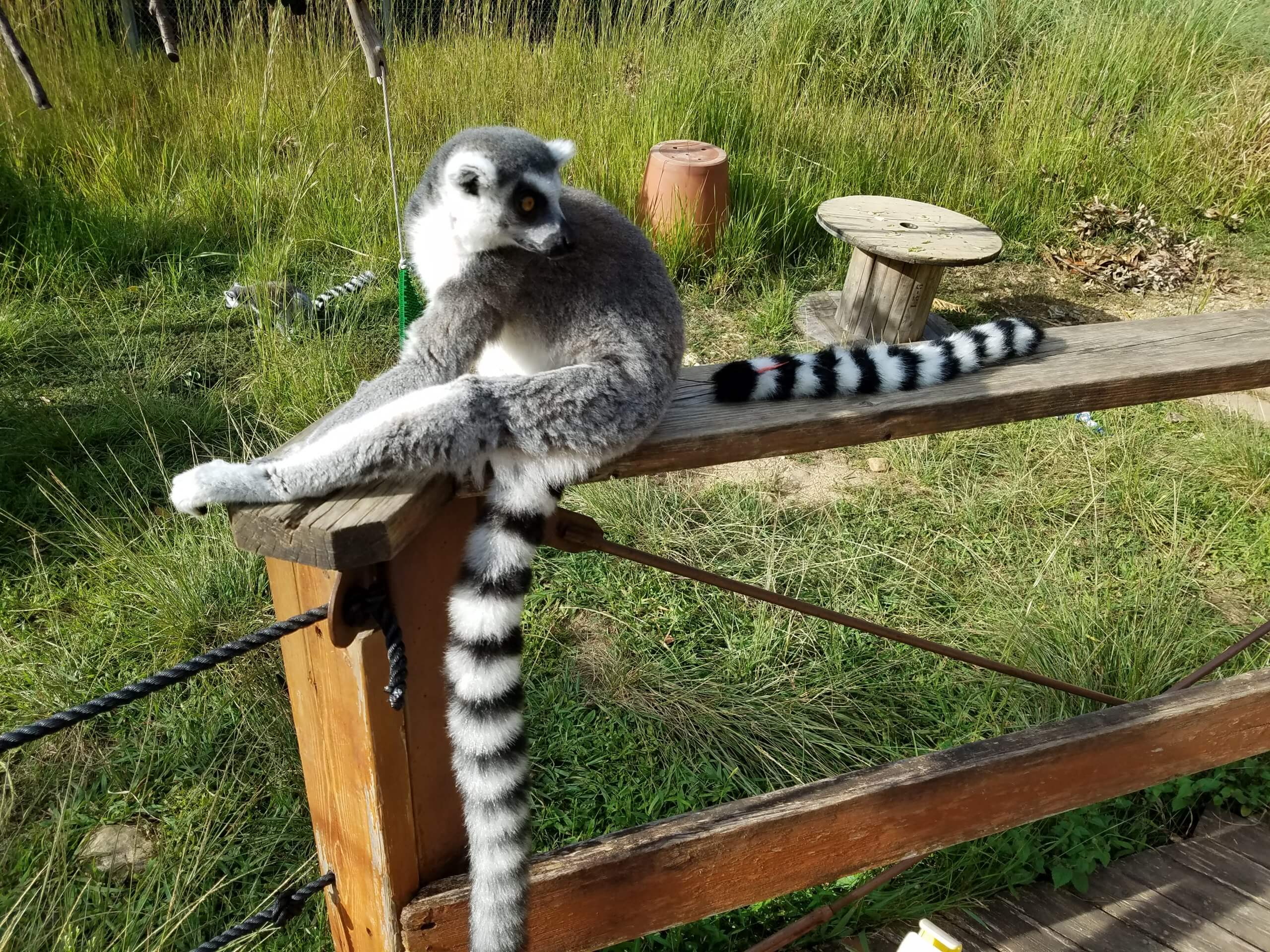 世界キツネザルフェスティバルinjmc もう開催期間半分が過ぎてしまった 飼育の部屋 世界キツネザルフェスティバルinjmc もう開催期間半分が過ぎてしまった 飼育の部屋