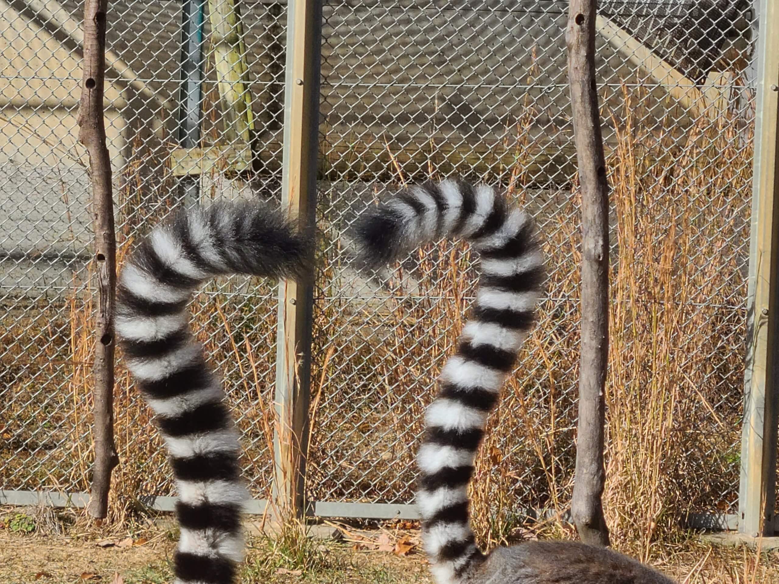 しましまシッポでハートマークを撮りたいって長年の夢 飼育の部屋