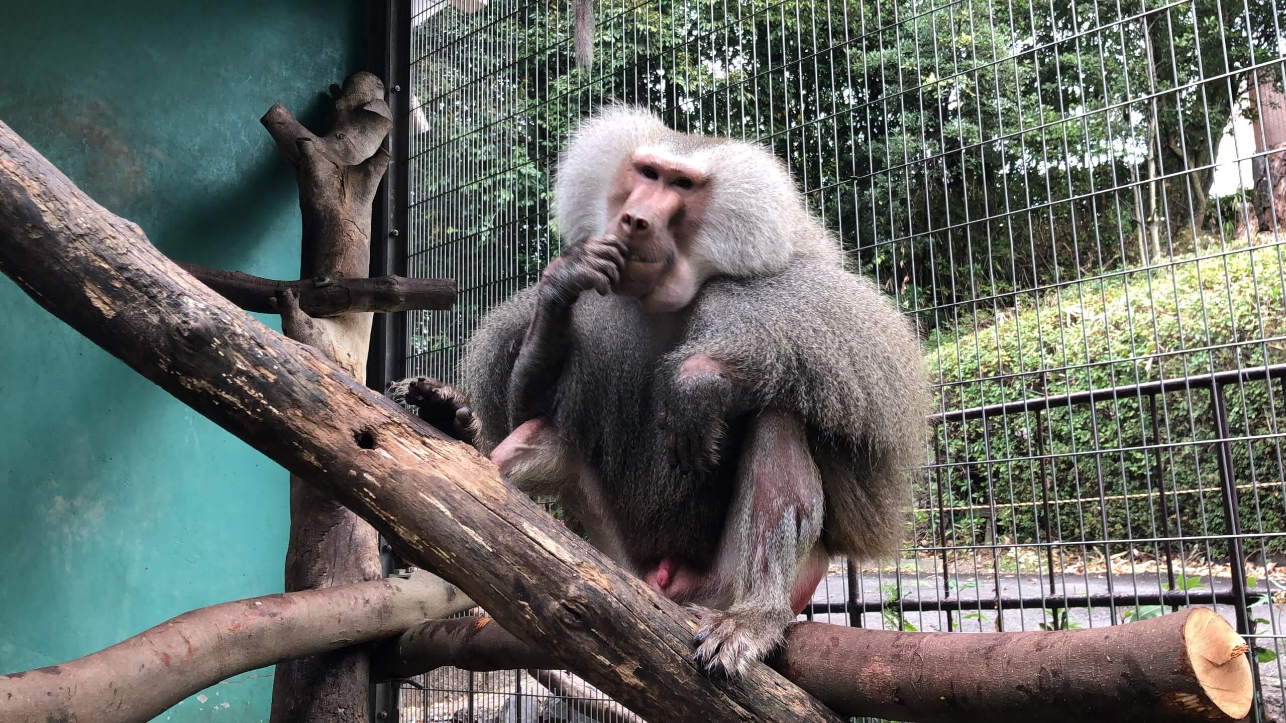メネスの誕生会 飼育の部屋