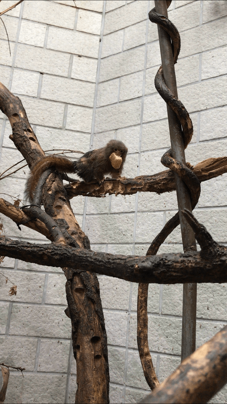 今はご覧いただけないので 飼育の部屋