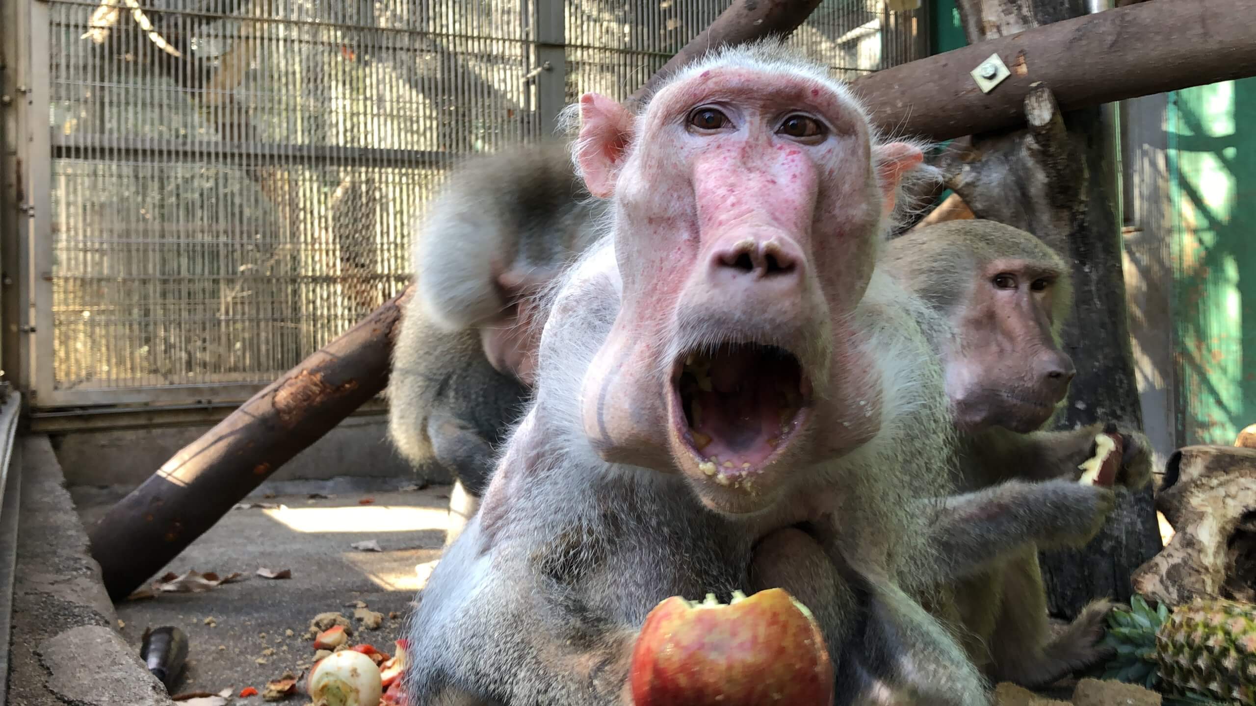 アフリカ館のレジェンド 祝32歳 飼育の部屋