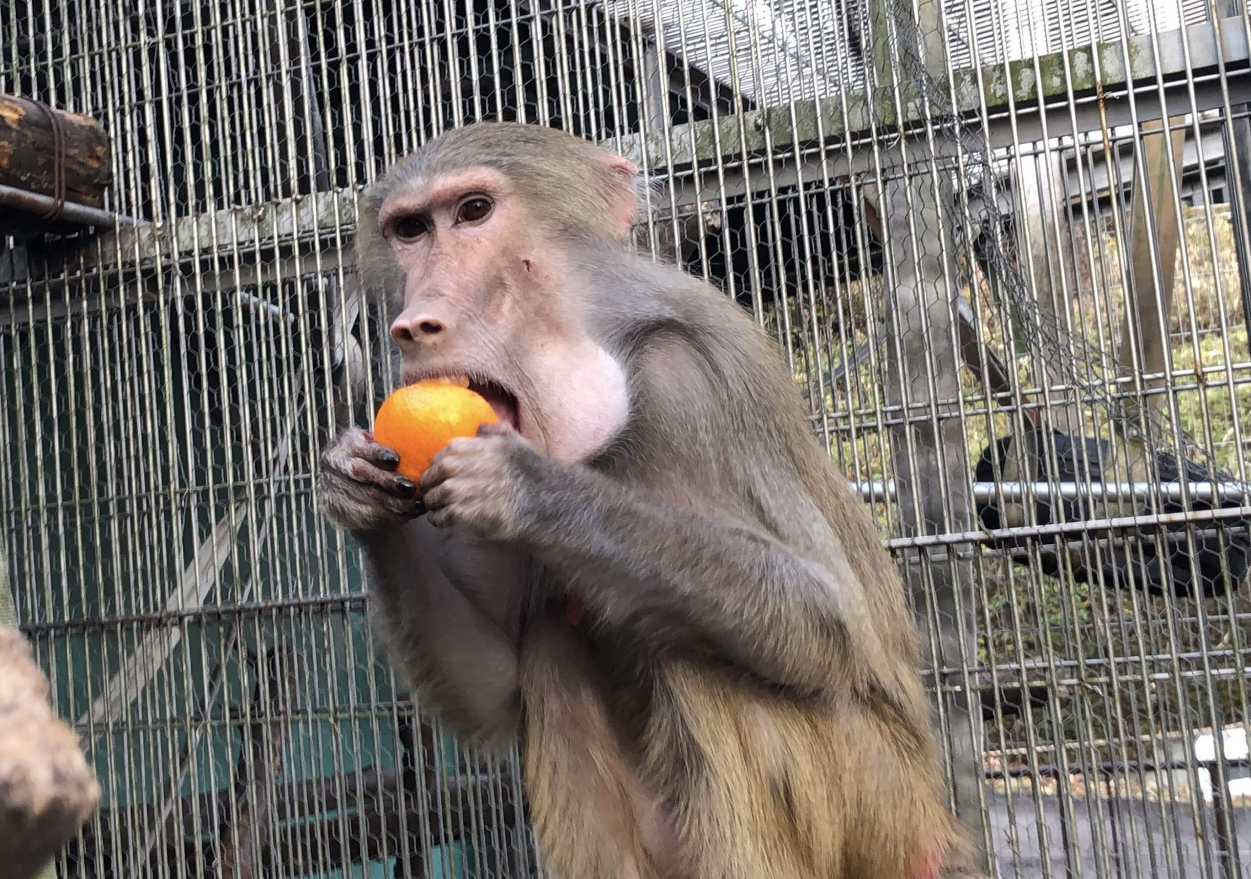 アルミちゃん おめでとう 飼育の部屋