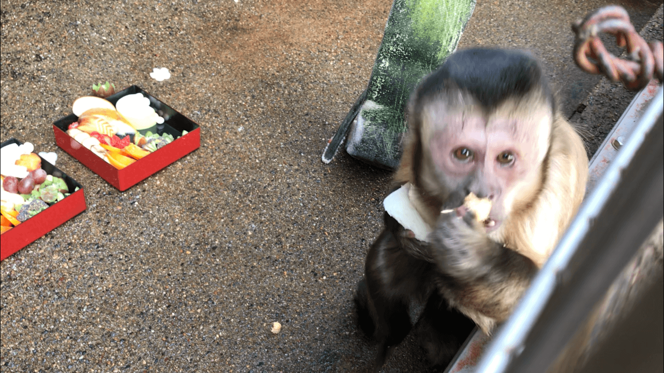 南米館のおせち おせちパーティー編 飼育の部屋