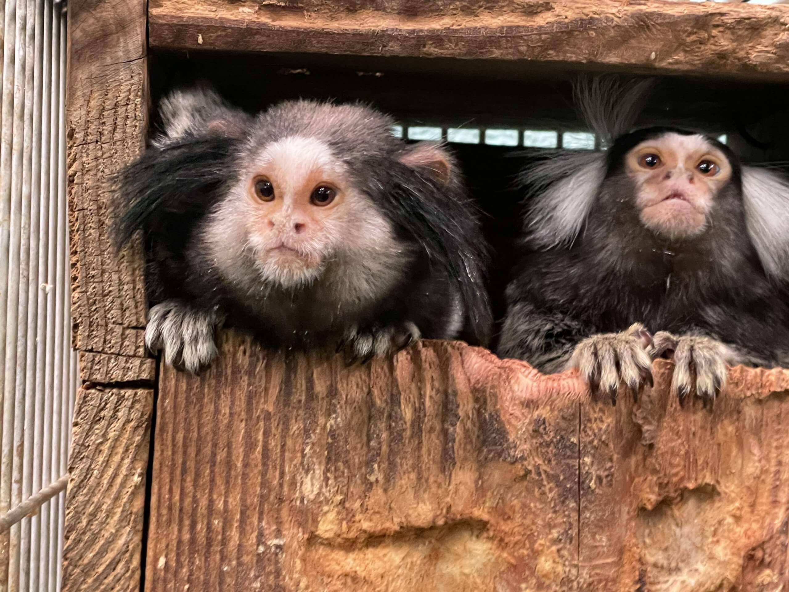 海の動物園 シーモンキーズ マゼンタセット 飼育セット 2個 シー