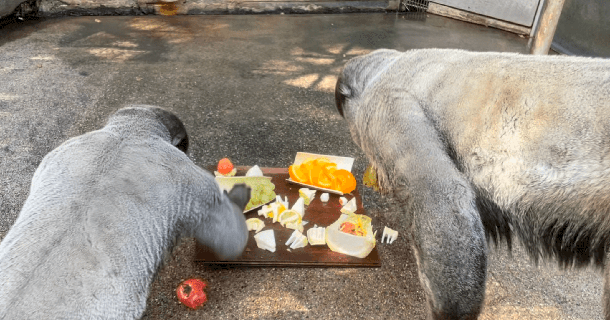 ウーリーモンキー誕生日会 飼育の部屋