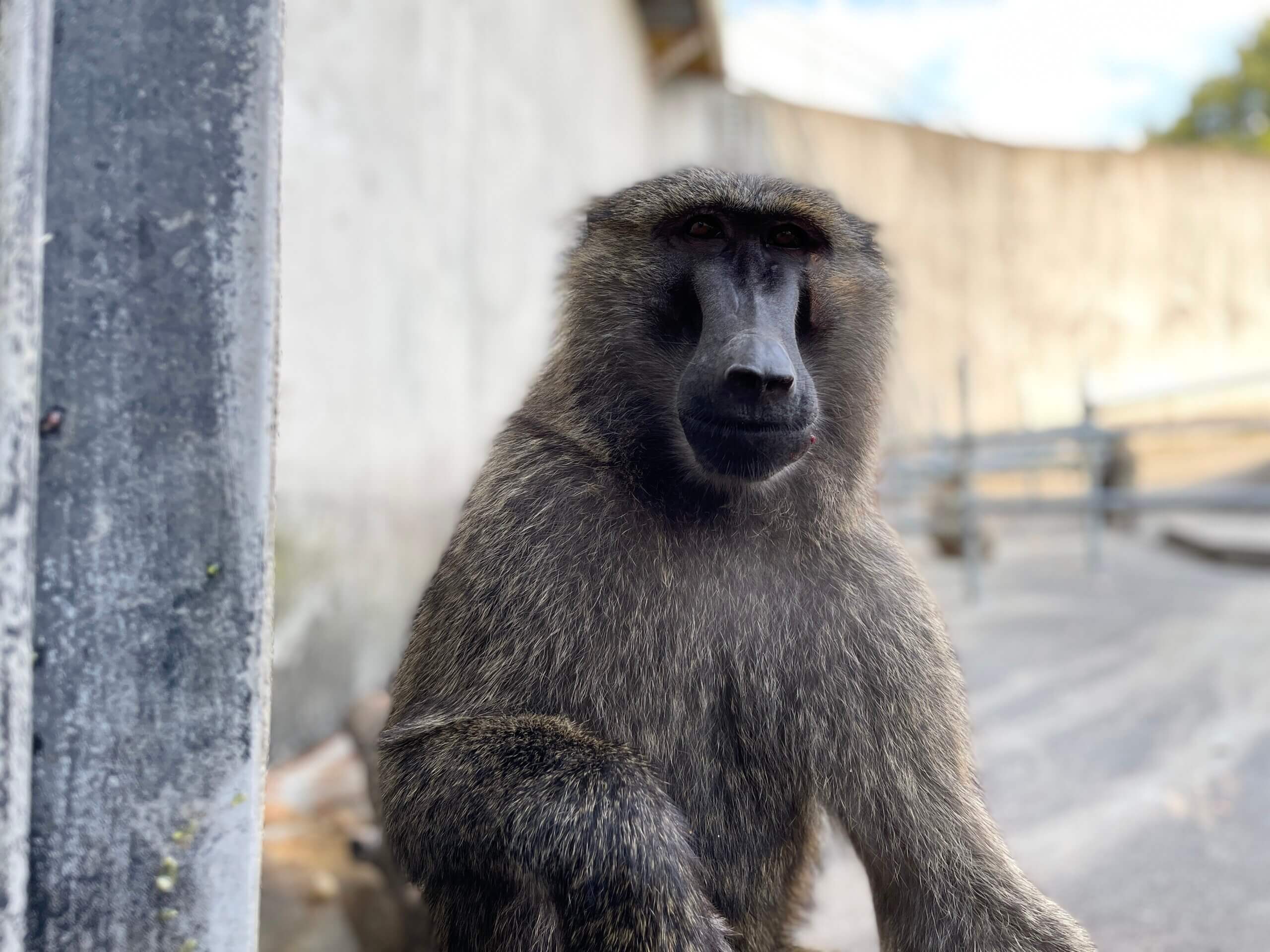 あー8月が 飼育の部屋 あー8月が 飼育の部屋