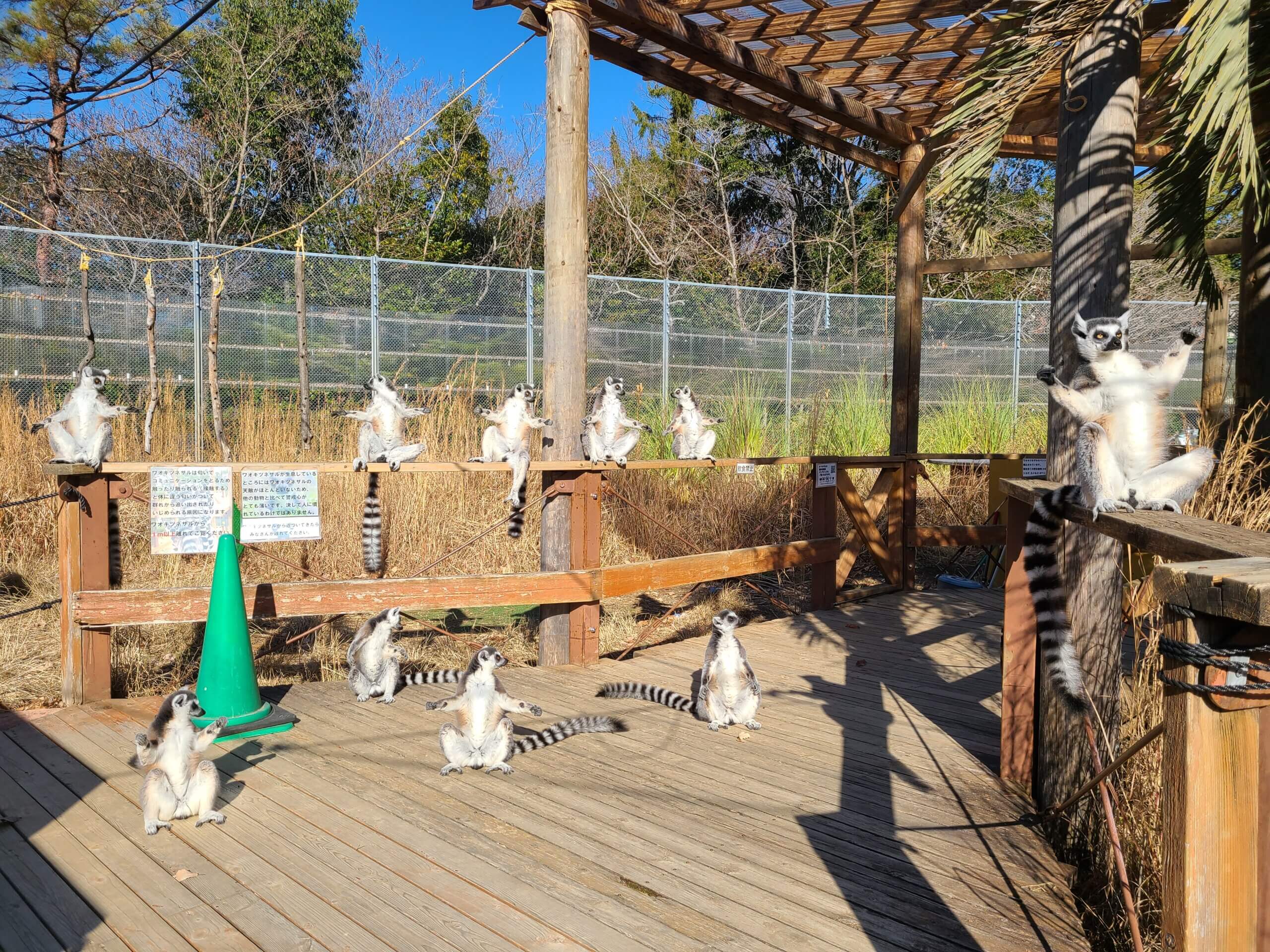Waoジャンプ番外編 – 飼育の部屋