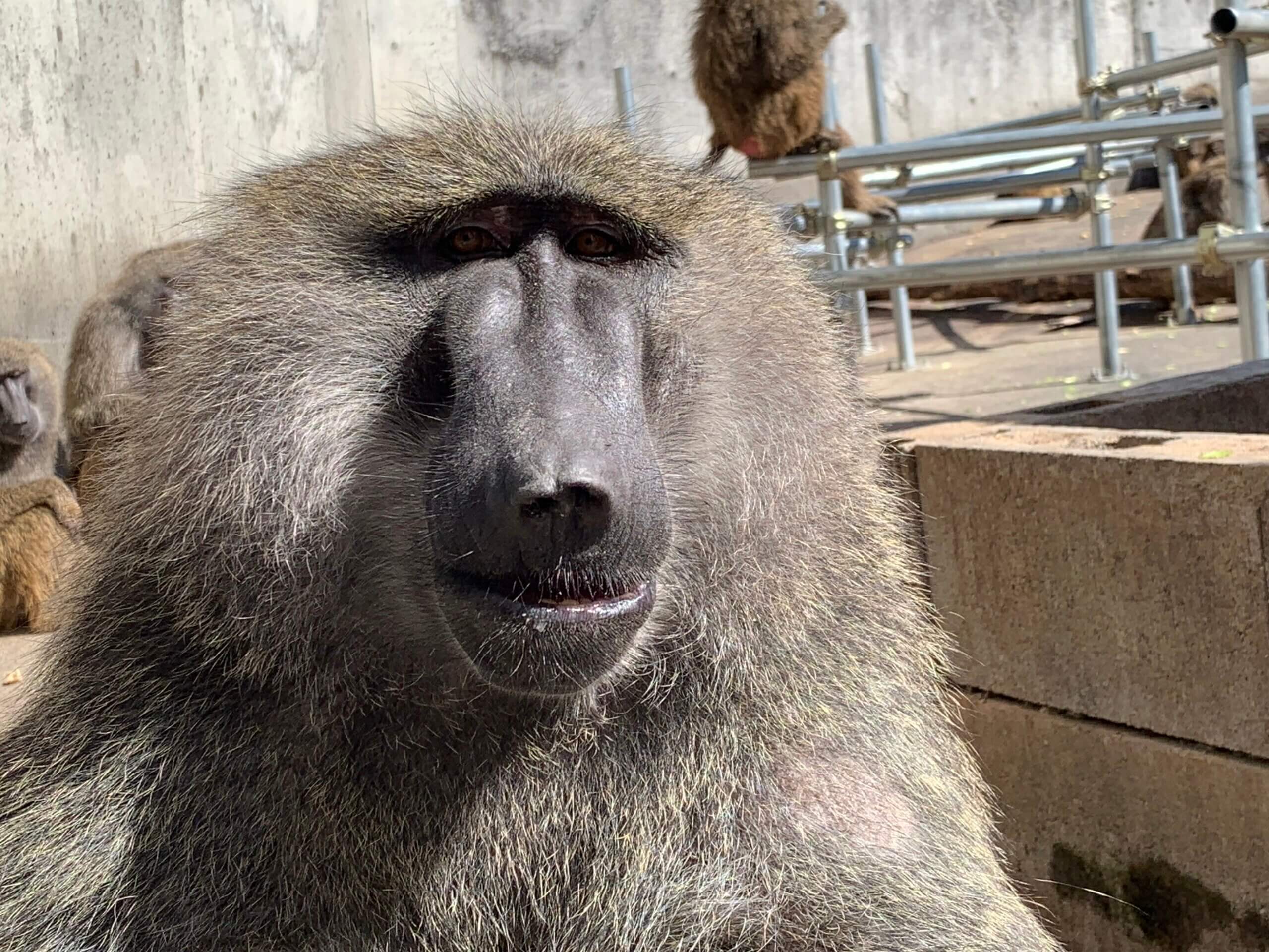 ロミオ誕生日 飼育の部屋