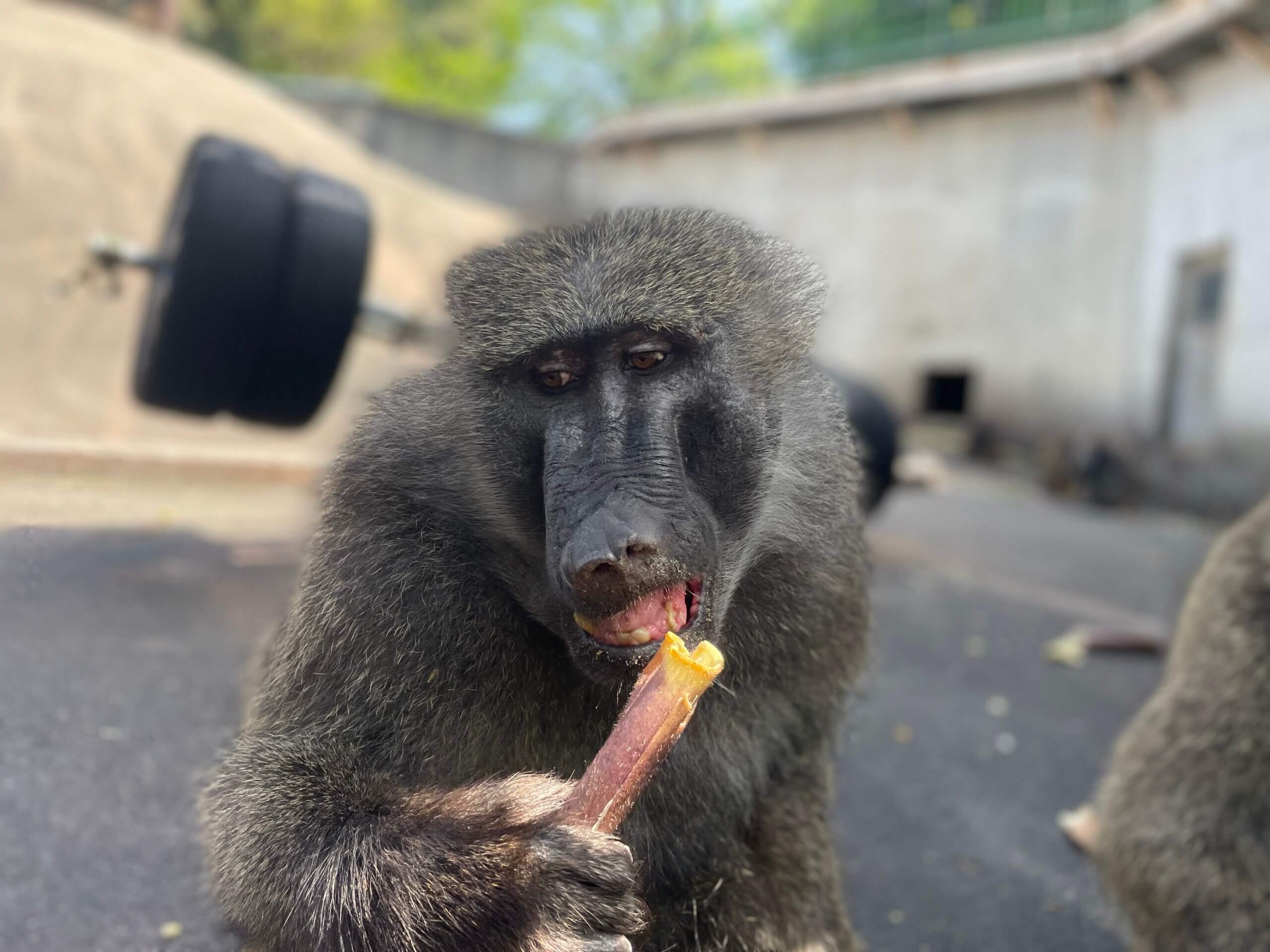 ヒヒの城からのお知らせ 飼育の部屋