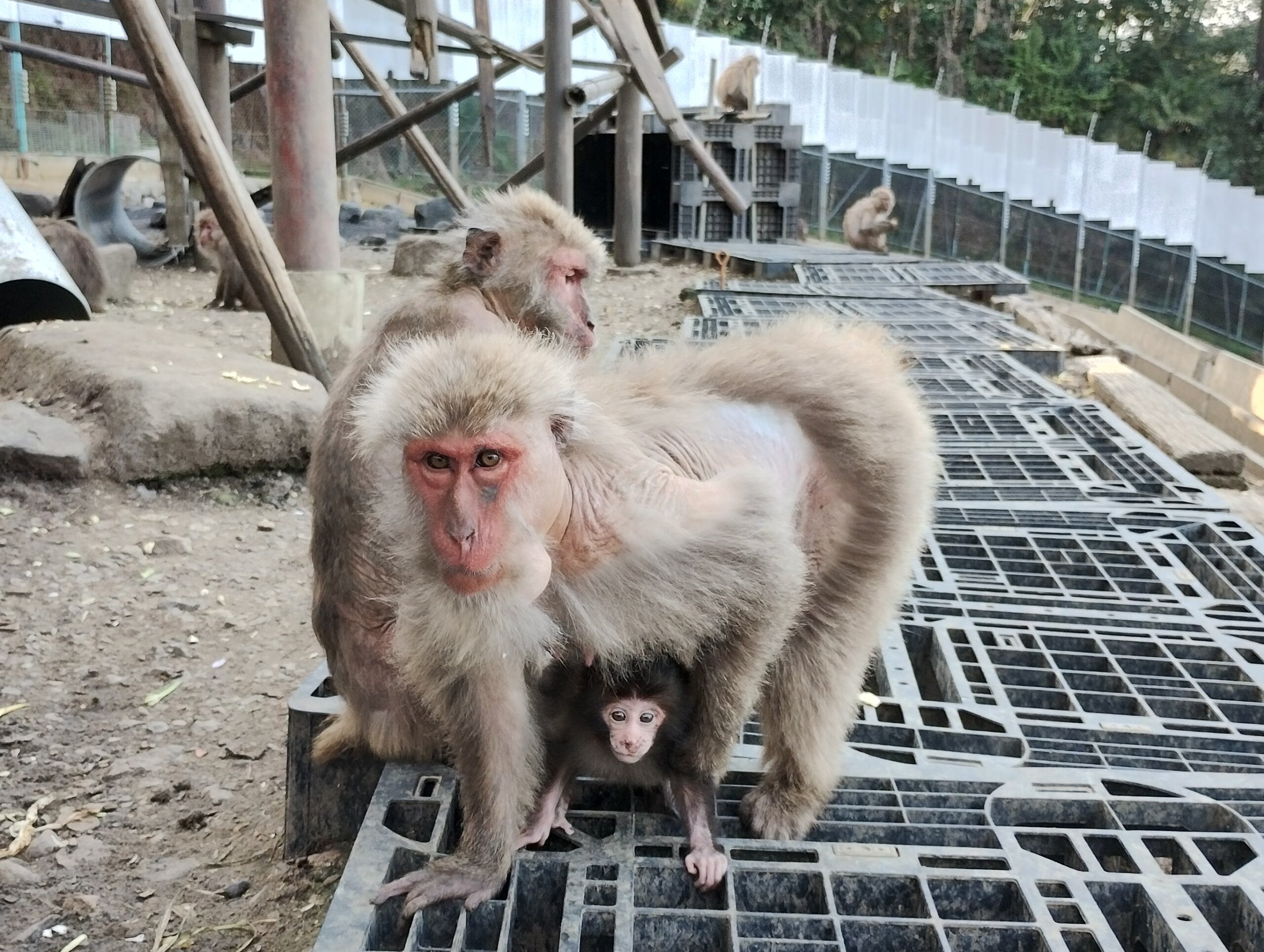 YakTok】赤ちゃんの名前が決まりました！ – 飼育の部屋