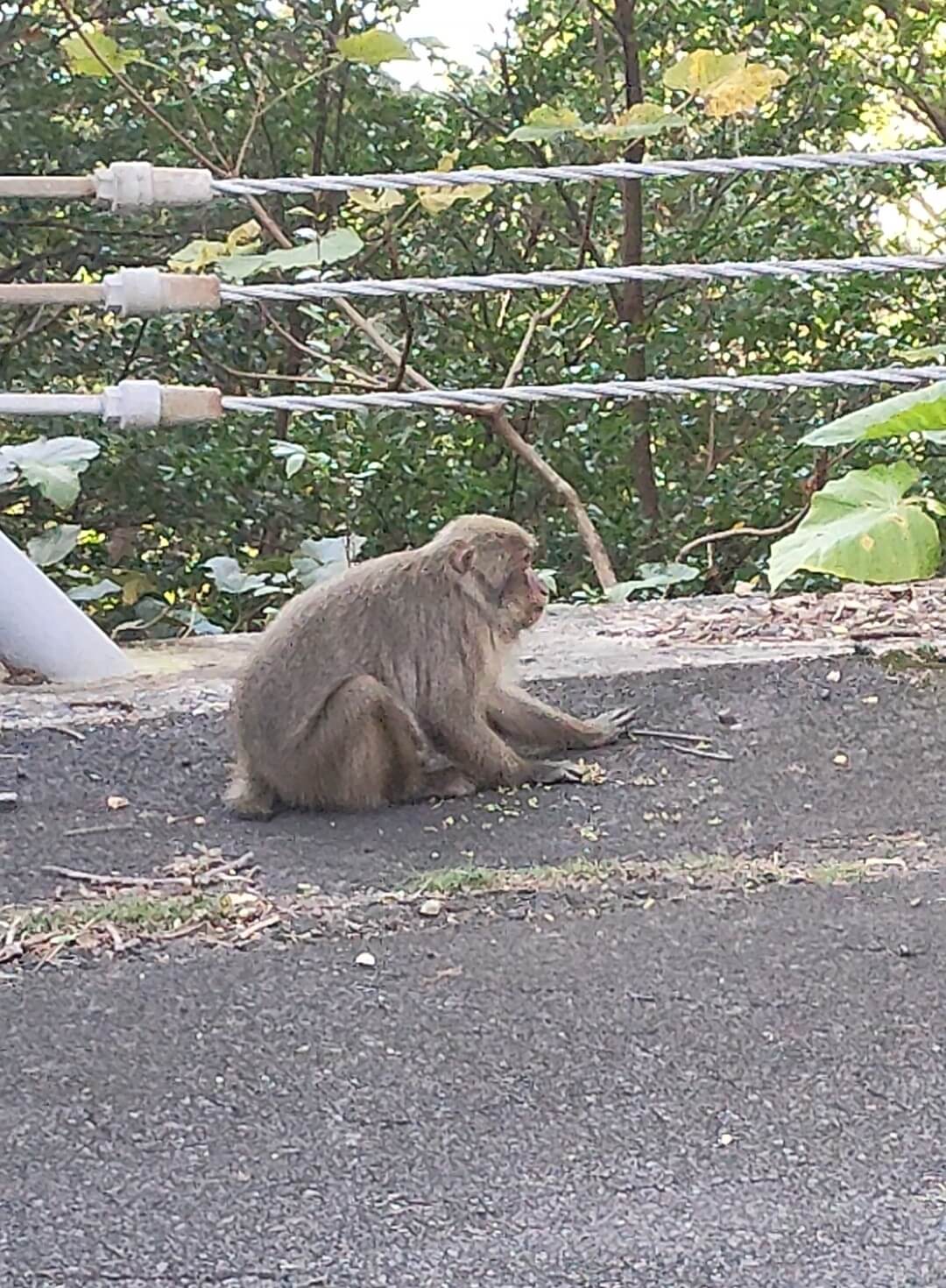 屋久島研修ツアーに初参加！2日目後半〜4日目】 – 飼育の部屋
