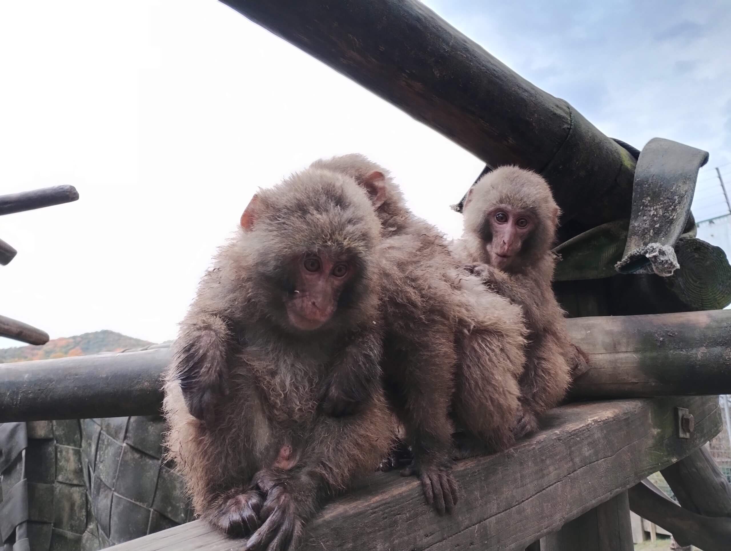 YakTok】子ザルの見分け方 – 飼育の部屋