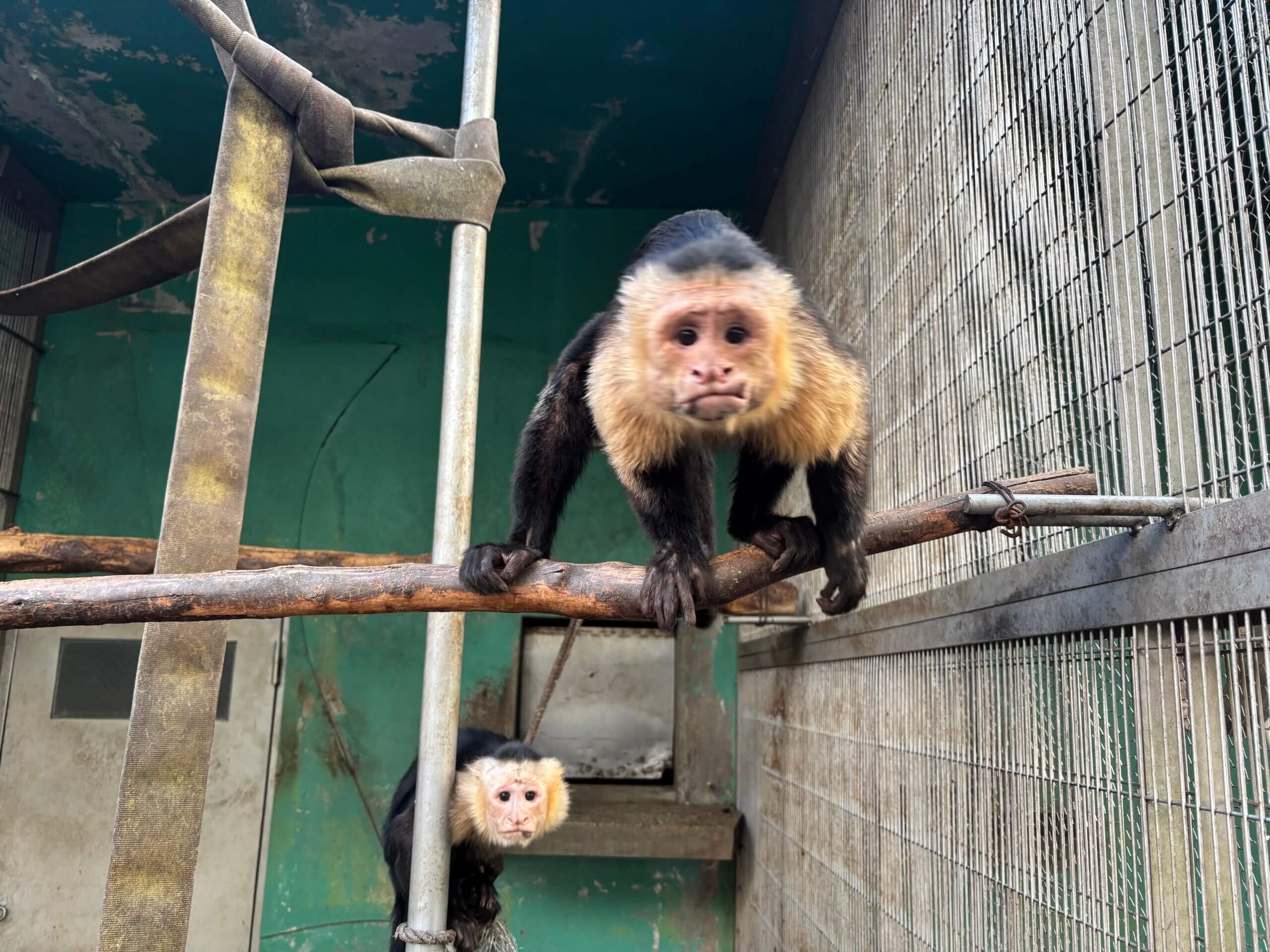 成年式 – 飼育の部屋