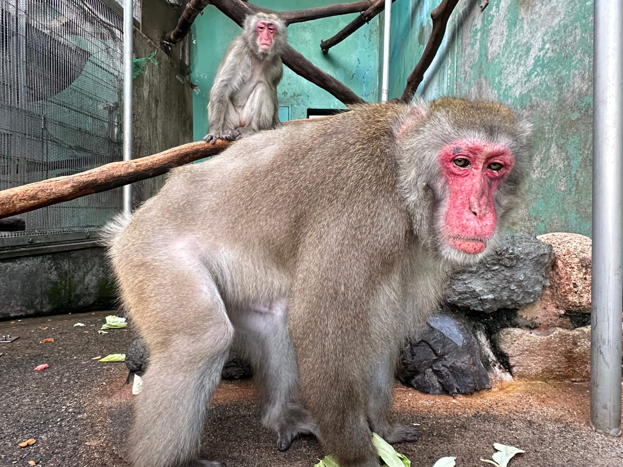 アジカンinfo】魅力的なマカクたち！ – 飼育の部屋