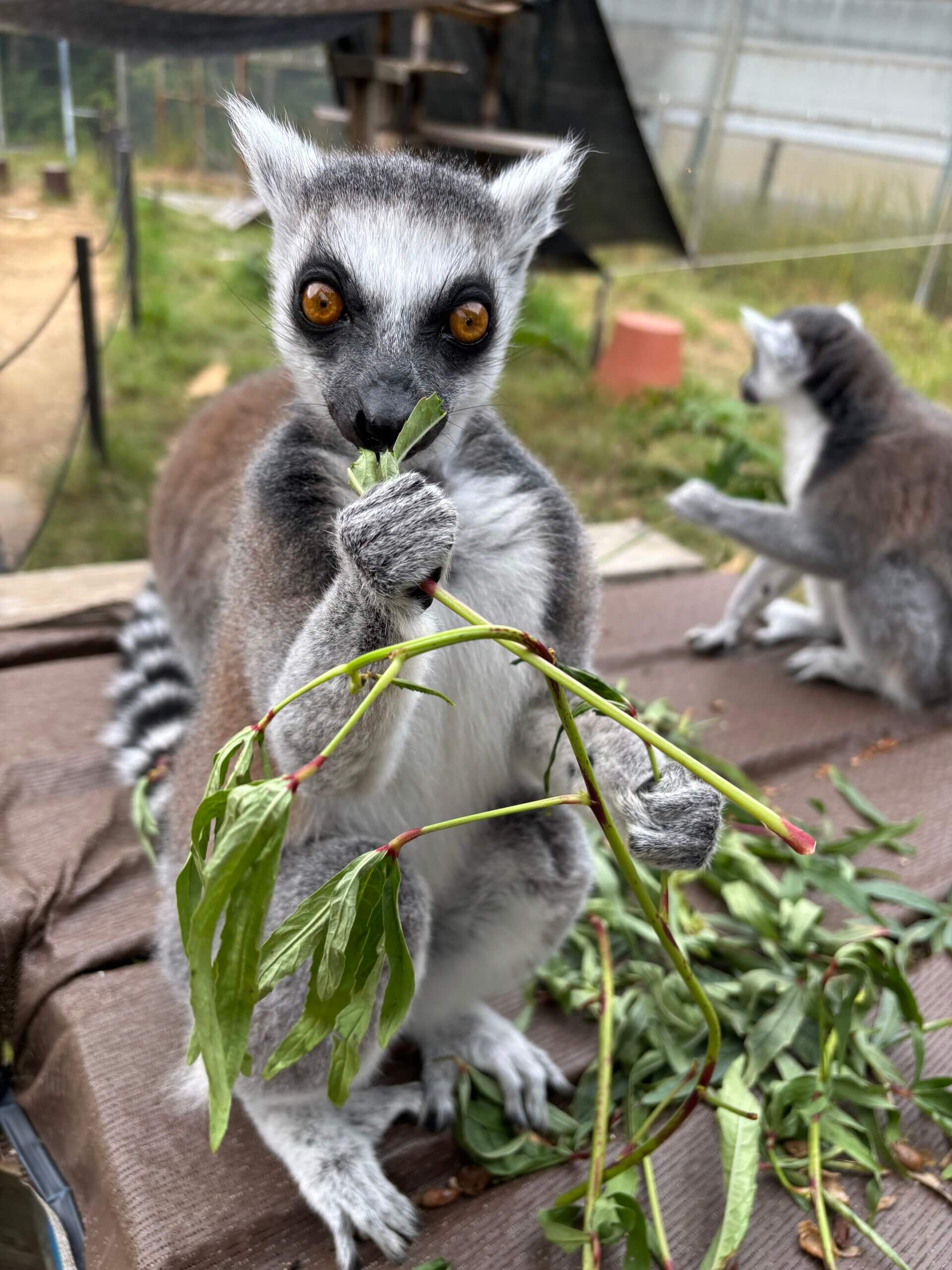 キツネザルの部屋】最近の群れ構成 – 飼育の部屋