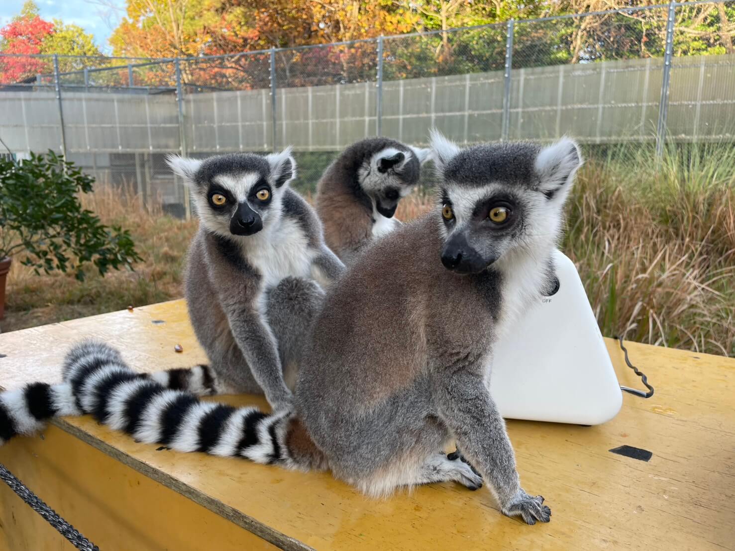 灰色の狐猿様連絡専用 灰色の狐猿様連絡専用 灰色の狐猿様連絡専用 灰色の狐猿様連絡専用 灰色の