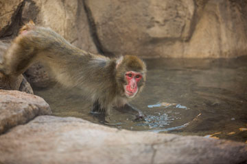 A monkey at Lincoln Park Zoo