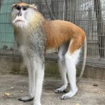 ヘリオス