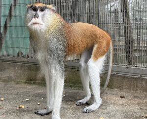 ヘリオス